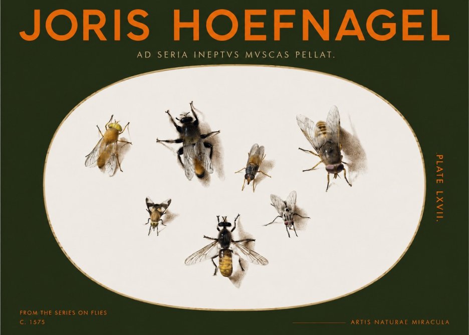 Joris Hoefnagel From the Series on Flies - Plate Lxvii. No2 - Juliste