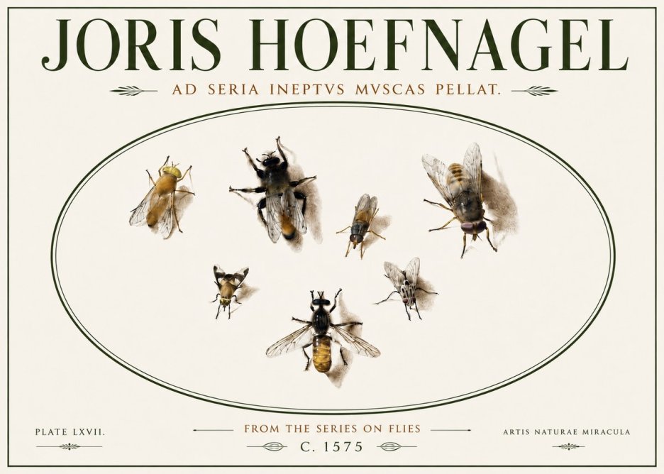 Joris Hoefnagel From the Series on Flies - Plate Lxvii. No6 - Juliste