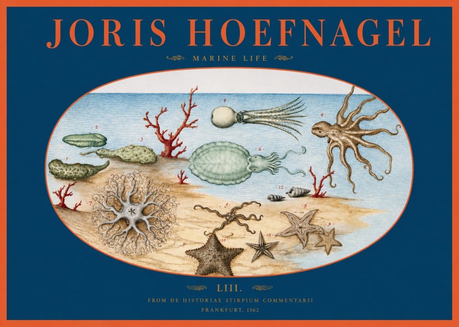 Joris Hoefnagel Marine Life No2 - Juliste