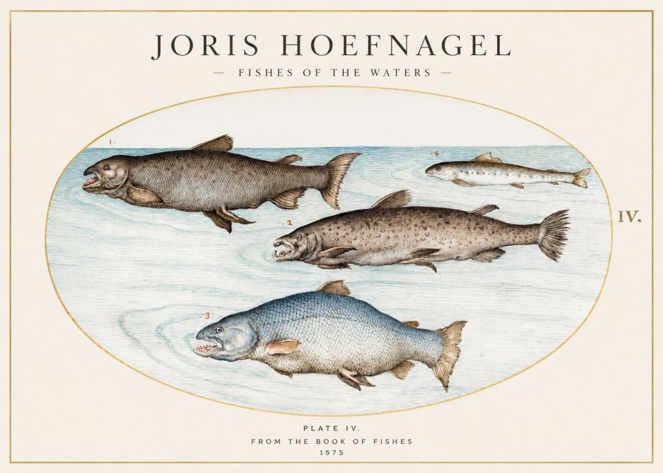 Joris Hoefnagel Fishes of the Waters I No1 - Juliste