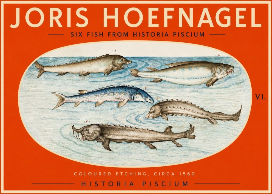 Joris Hoefnagel Fishes of Northern Waters No3 - Juliste