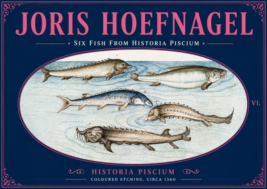 Joris Hoefnagel Fishes of Northern Waters No6 - Juliste