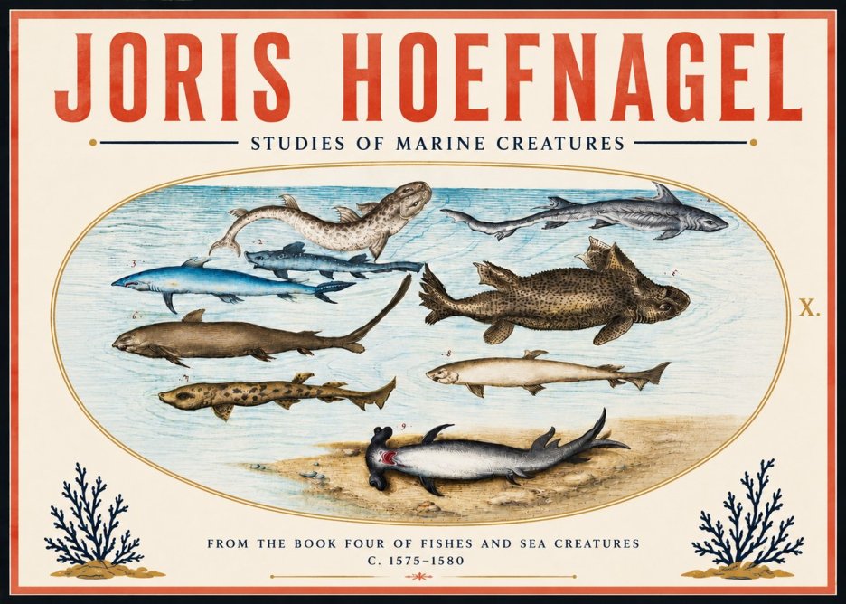 Joris Hoefnagel Studies of Marine Creatures No6 - Juliste