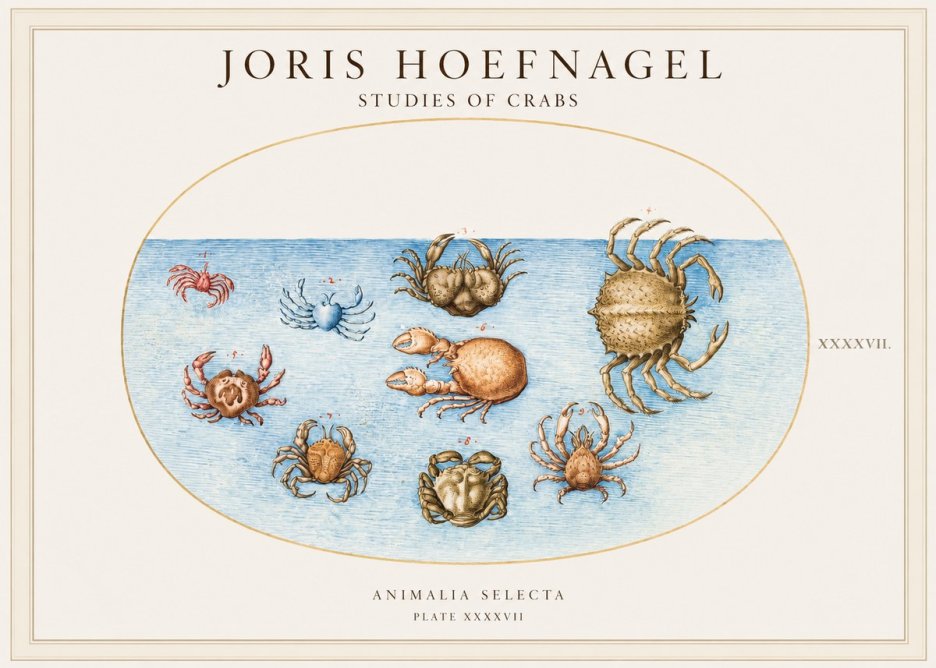 Joris Hoefnagel Studies of Crabs No1 - Juliste