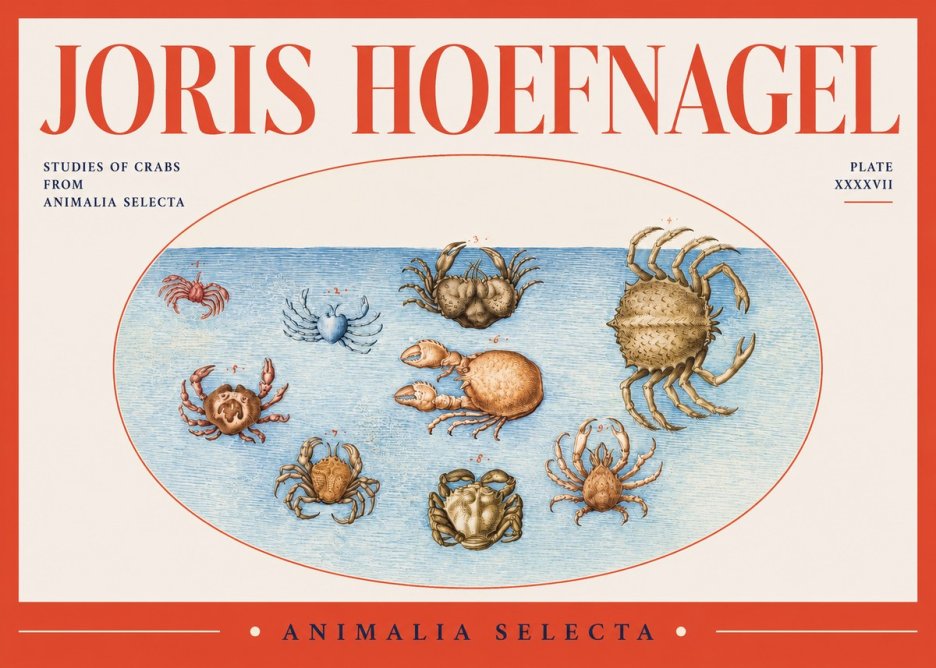 Joris Hoefnagel Studies of Crabs No2 - Juliste