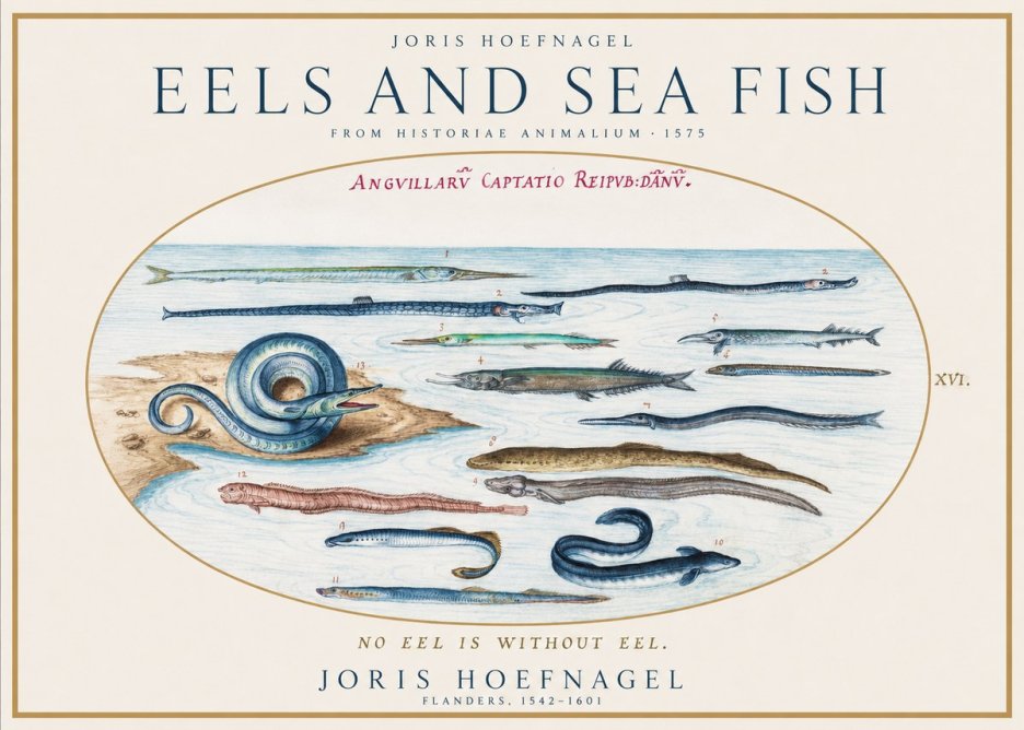 Joris Hoefnagel Eels and Sea Fish No1 - Juliste