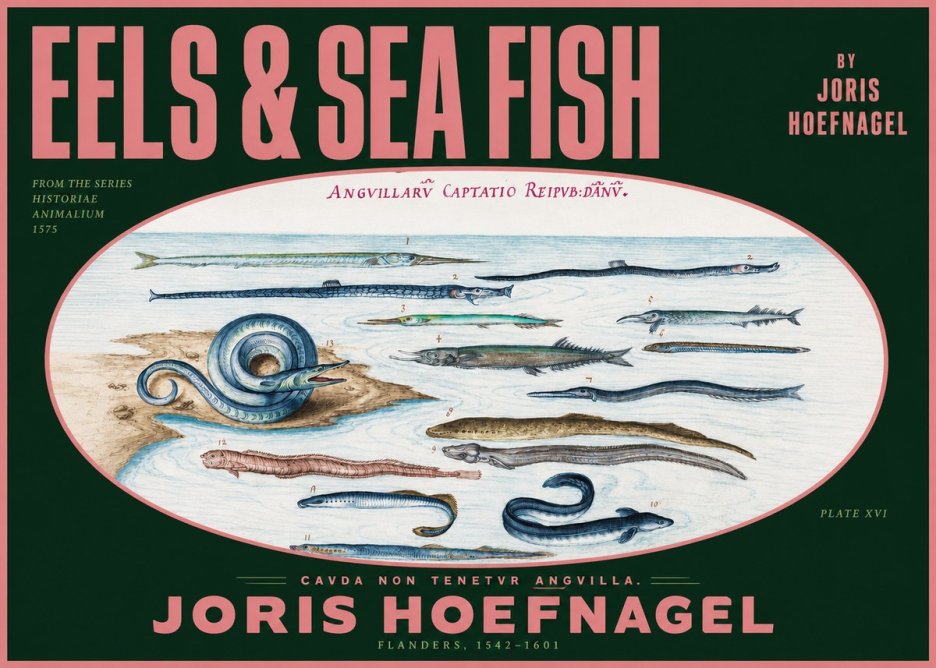 Joris Hoefnagel Eels and Sea Fish No2 - Juliste