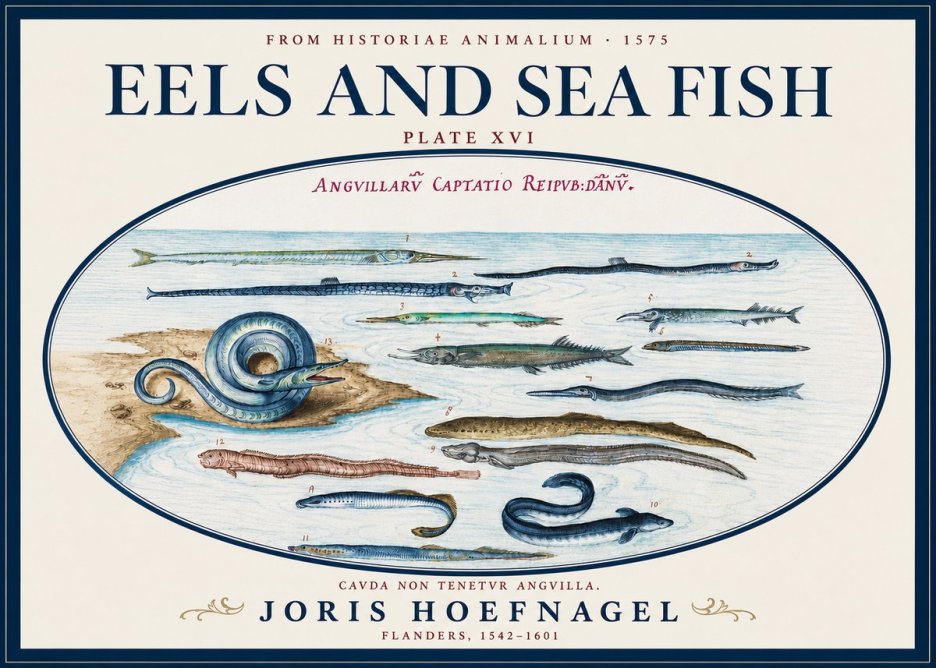 Joris Hoefnagel Eels and Sea Fish No3 - Juliste