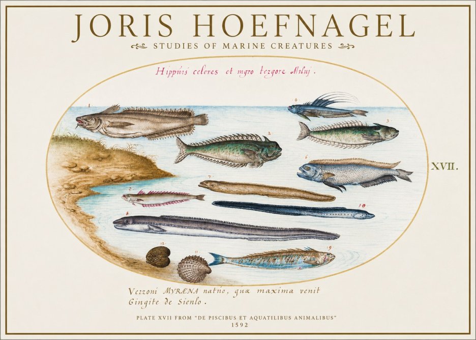 Joris Hoefnagel Plate Xvii from "De Piscibus Et Aquatilibus Animalibus" No1 - Juliste