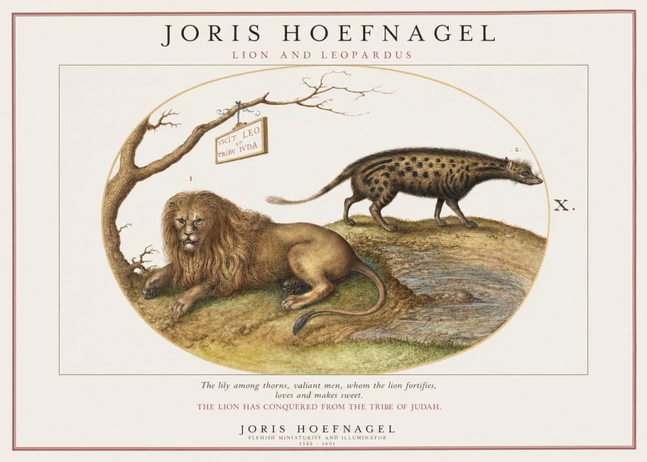 Joris Hoefnagel Lion and Spotted Hyena No2 - Juliste