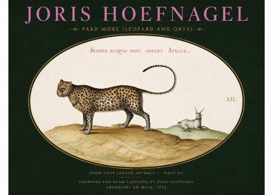 Joris Hoefnagel Pard More (Leopard and Oryx) No2 - Juliste