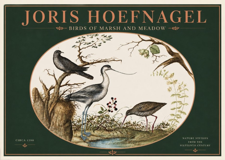 Joris Hoefnagel Birds of Marsh and Meadow No4 - Juliste