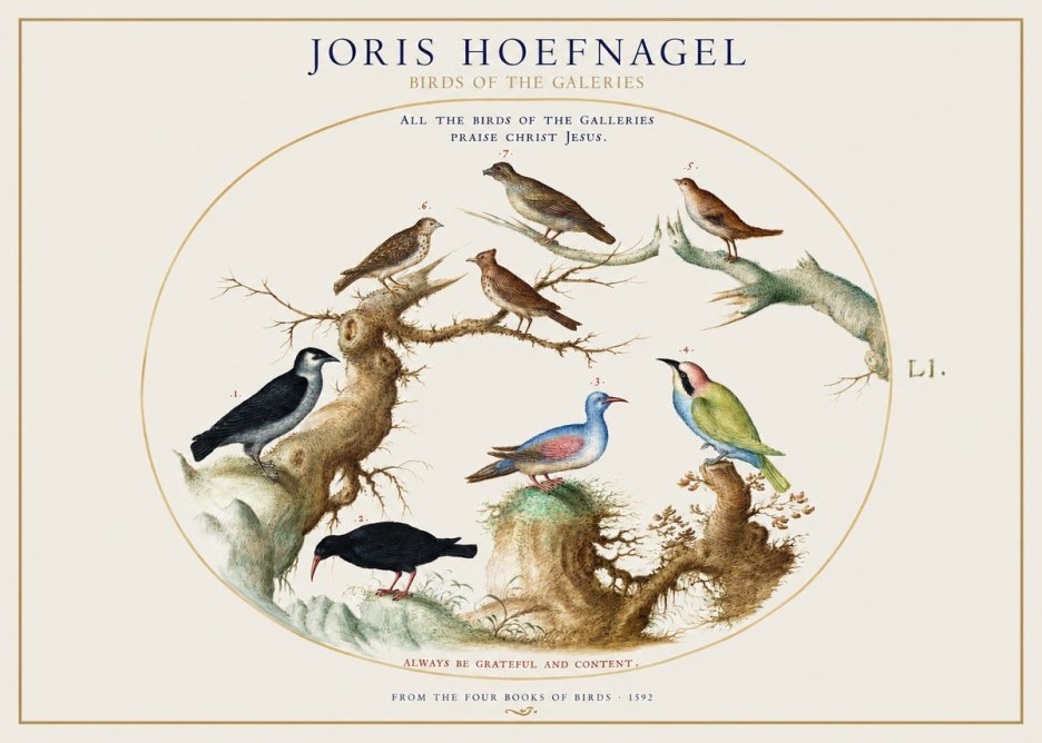 Joris Hoefnagel Birds of the Galeries No1 - Juliste