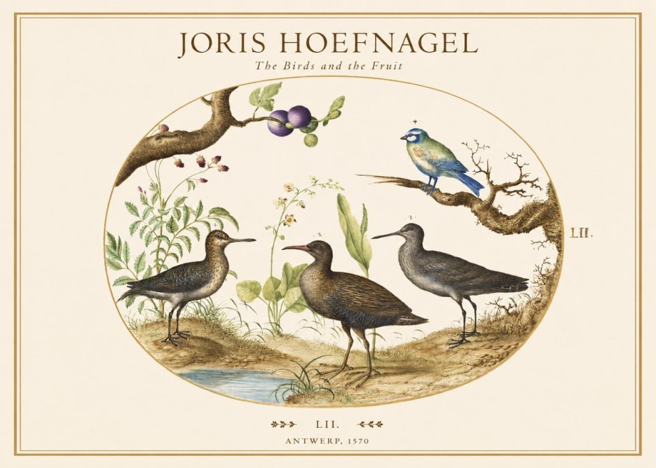 Joris Hoefnagel The Birds and the Fruit No1 - Juliste