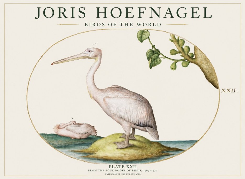 Joris Hoefnagel Plate Xxii No1 - Juliste