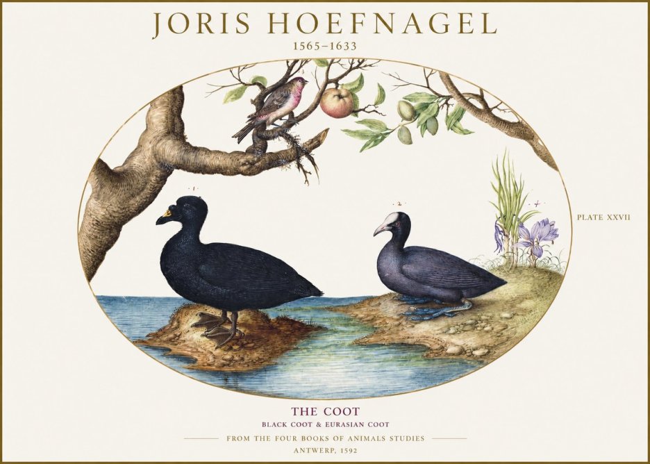 Joris Hoefnagel The Coot No1 - Juliste