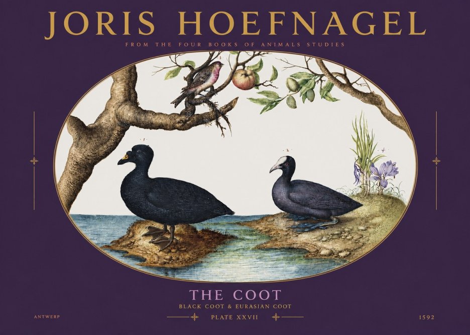 Joris Hoefnagel The Coot No3 - Juliste