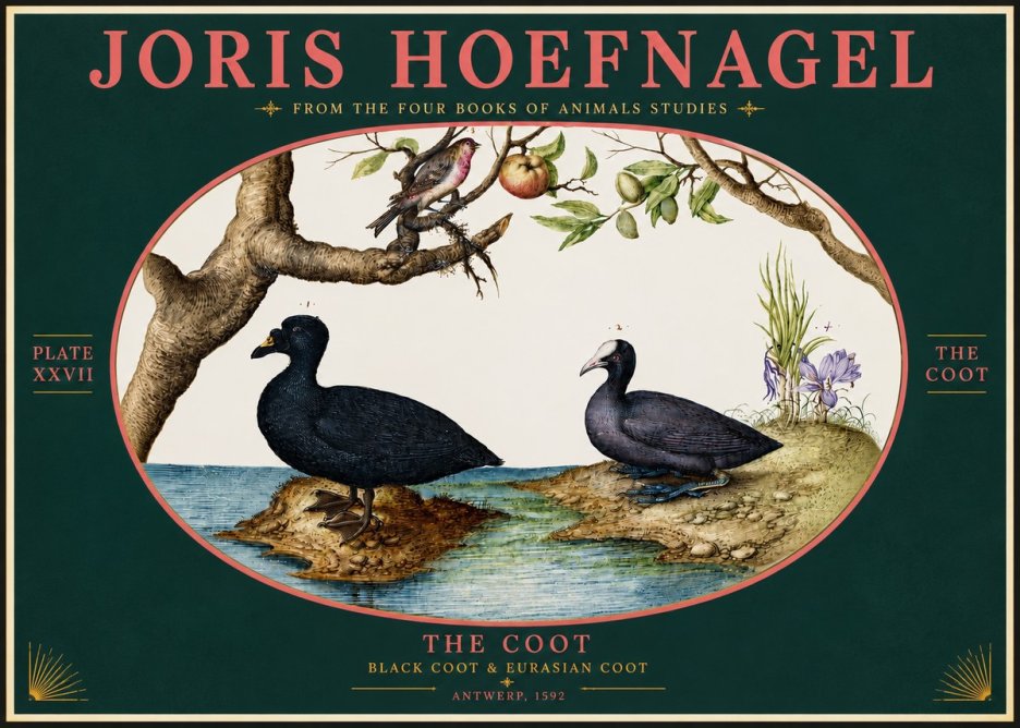 Joris Hoefnagel The Coot No4 - Juliste