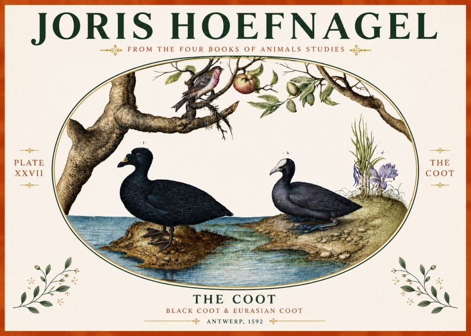 Joris Hoefnagel The Coot No5 - Juliste