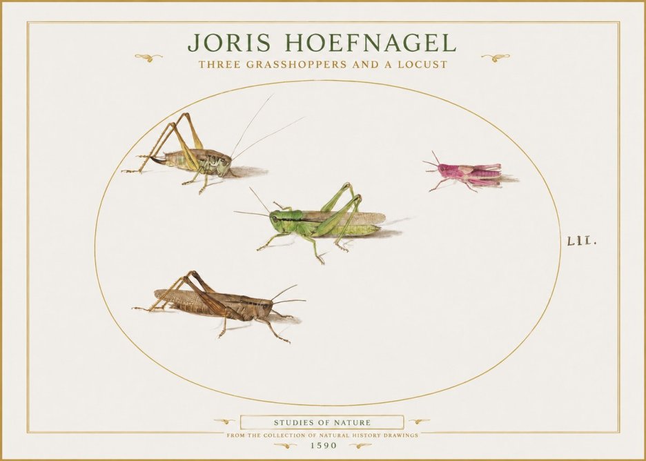 Joris Hoefnagel Three Grasshoppers and a Locust No1 - Juliste