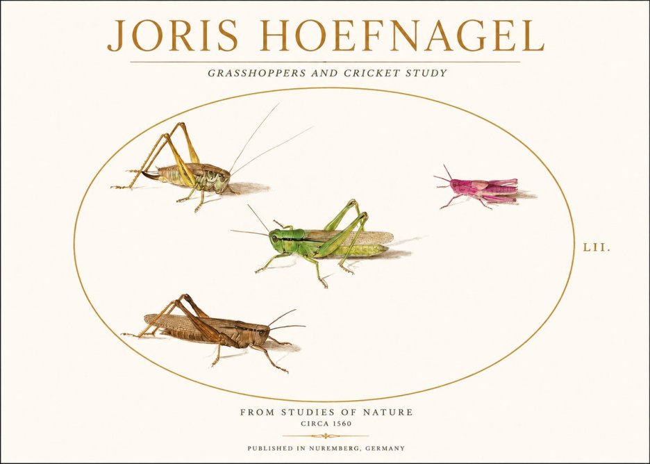 Joris Hoefnagel Three Grasshoppers and a Locust No2 - Juliste