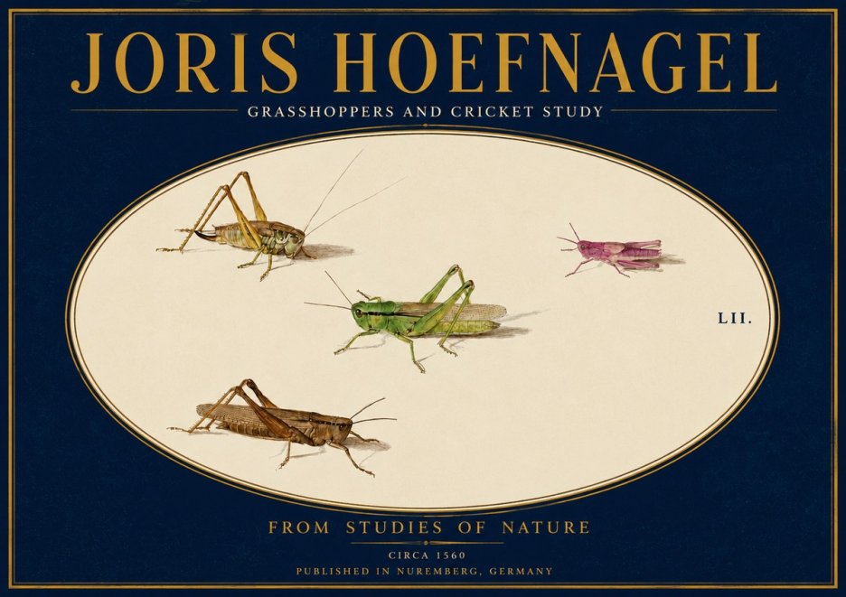Joris Hoefnagel Three Grasshoppers and a Locust No4 - Juliste