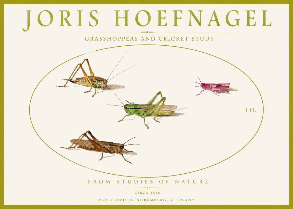 Joris Hoefnagel Three Grasshoppers and a Locust No5 - Juliste