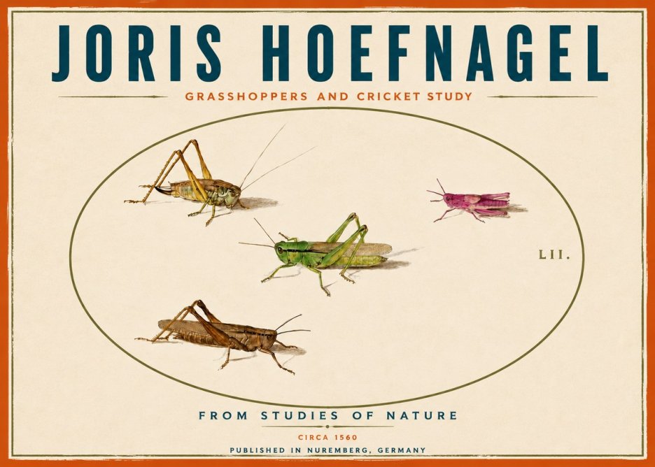 Joris Hoefnagel Three Grasshoppers and a Locust No6 - Juliste