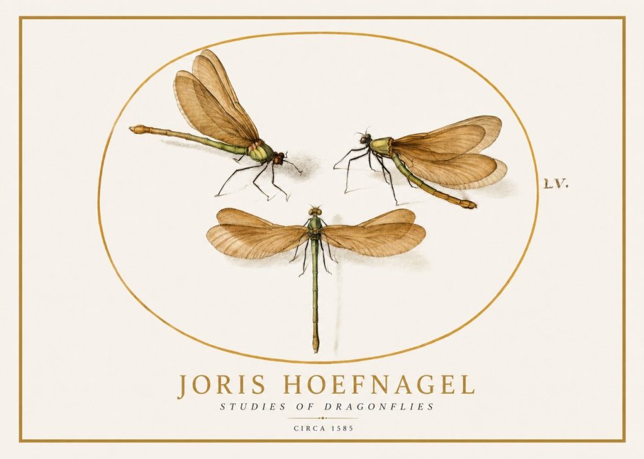 Joris Hoefnagel Studies of Dragonflies No1 - Juliste