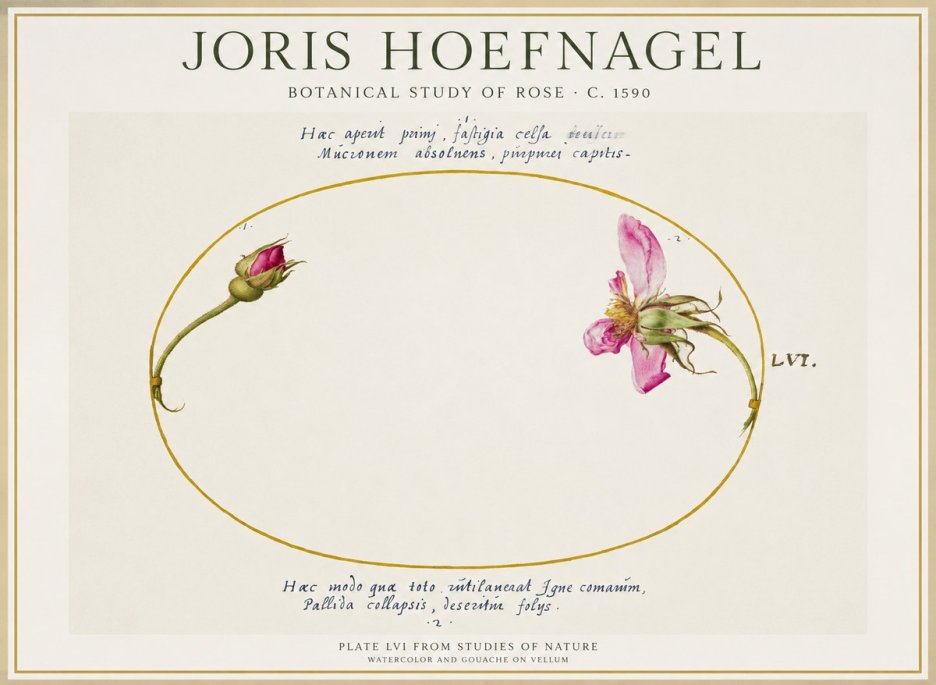 Joris Hoefnagel Botanical Study of Rose No1 - Juliste