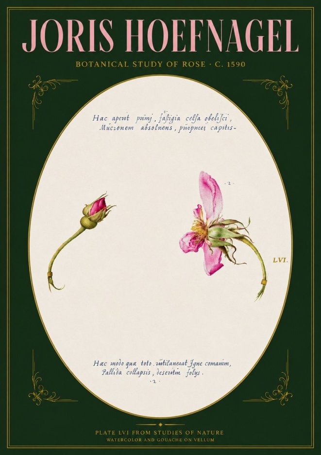 Joris Hoefnagel Botanical Study of Rose No3 - Juliste
