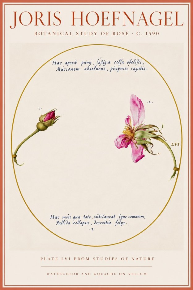 Joris Hoefnagel Botanical Study of Rose No5 - Juliste