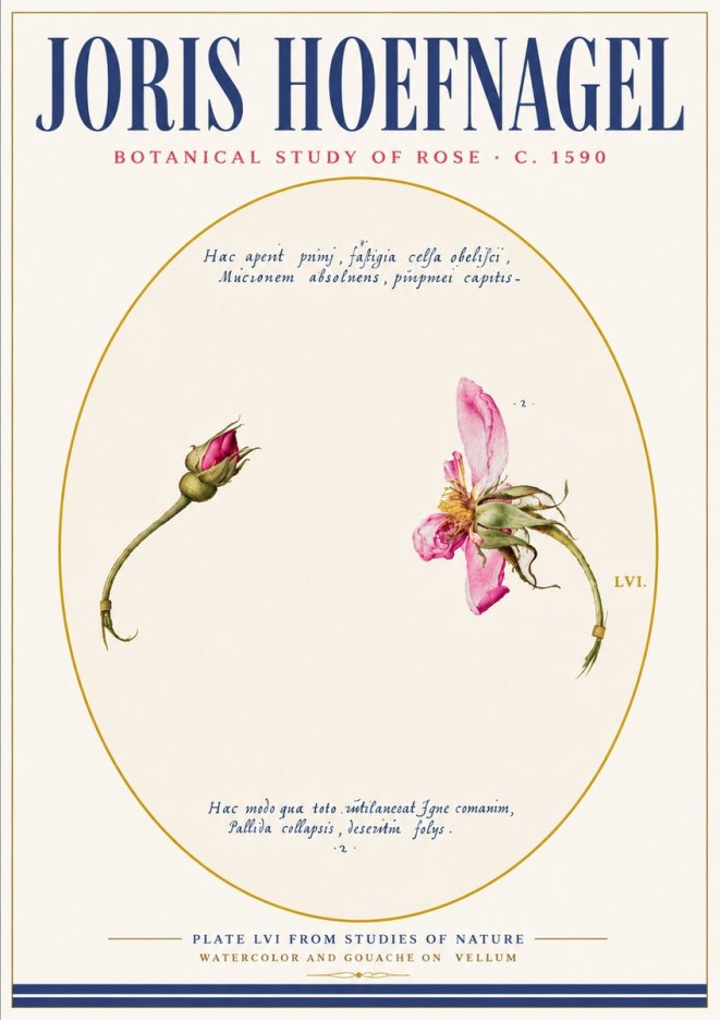 Joris Hoefnagel Botanical Study of Rose No6 - Juliste