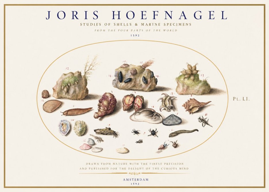 Joris Hoefnagel Studies of Shells & Marine Specimens No1 - Juliste