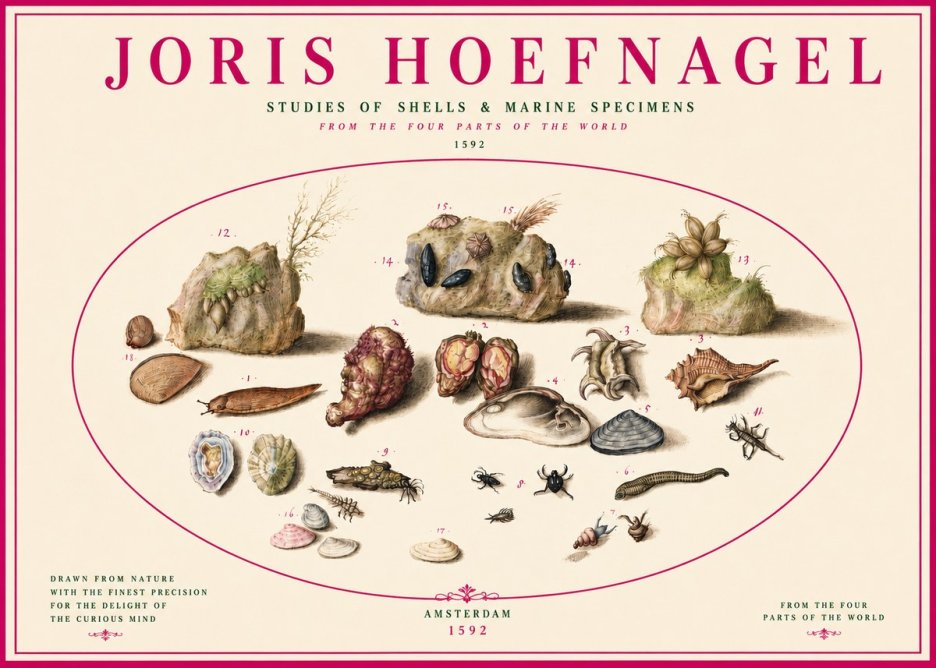 Joris Hoefnagel Studies of Shells & Marine Specimens No3 - Juliste