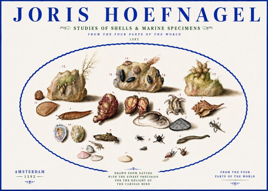 Joris Hoefnagel Studies of Shells & Marine Specimens No5 - Juliste