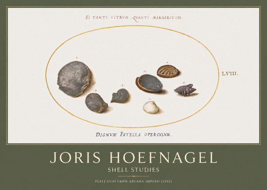 Joris Hoefnagel Six Shells No5 - Juliste