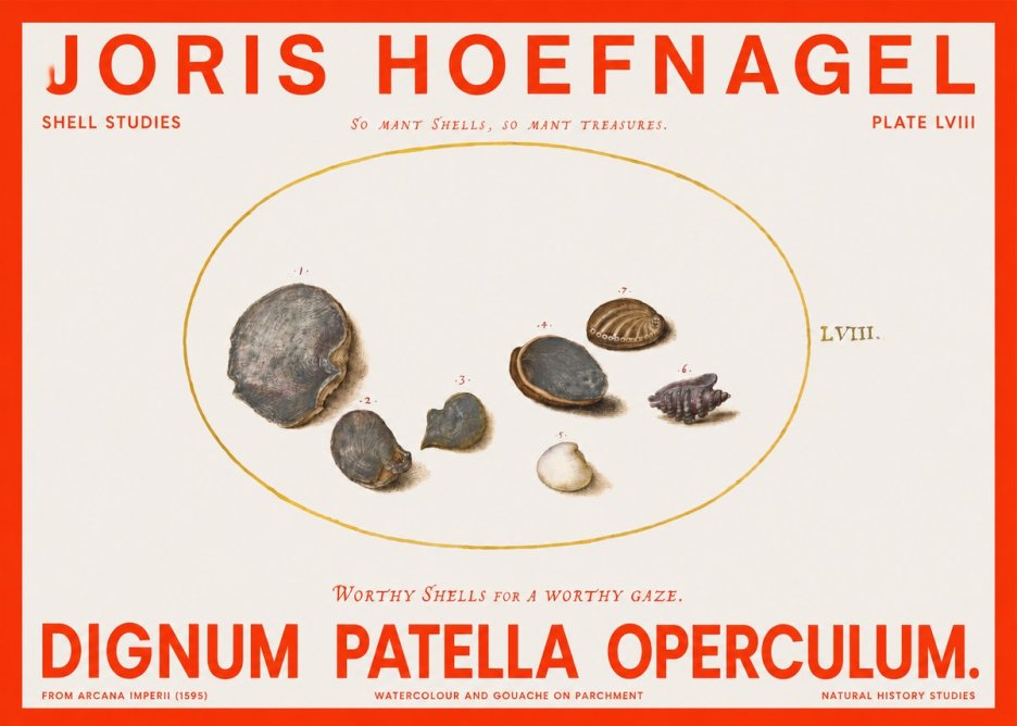 Joris Hoefnagel Six Shells No6 - Juliste