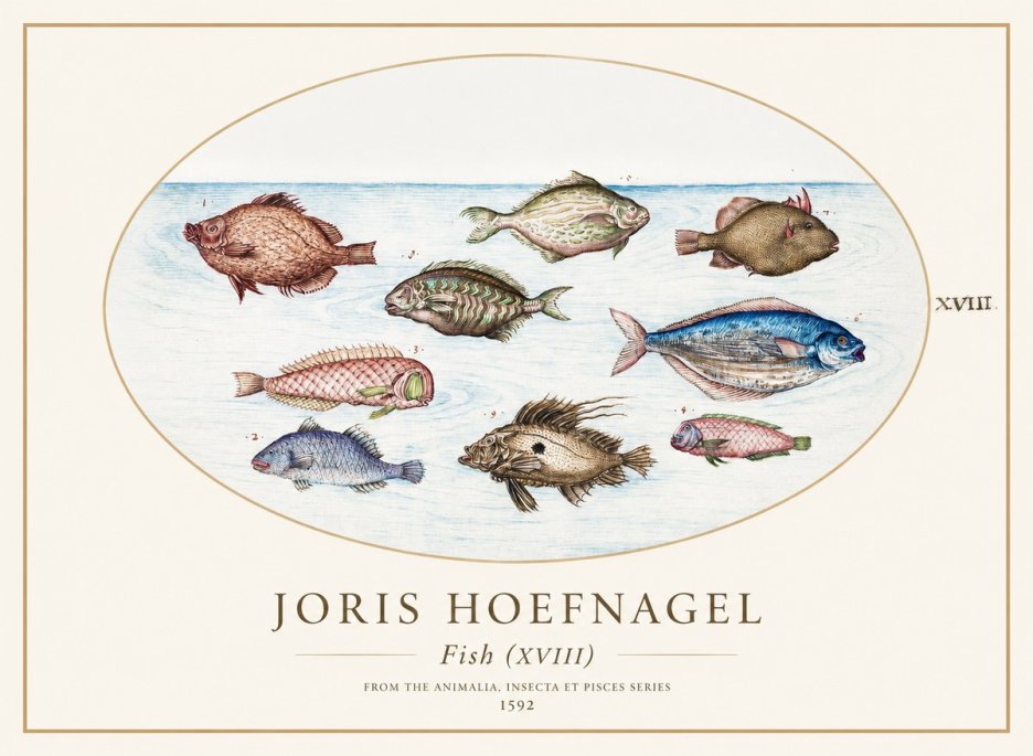 Joris Hoefnagel Studies of Fish I No2 - Juliste
