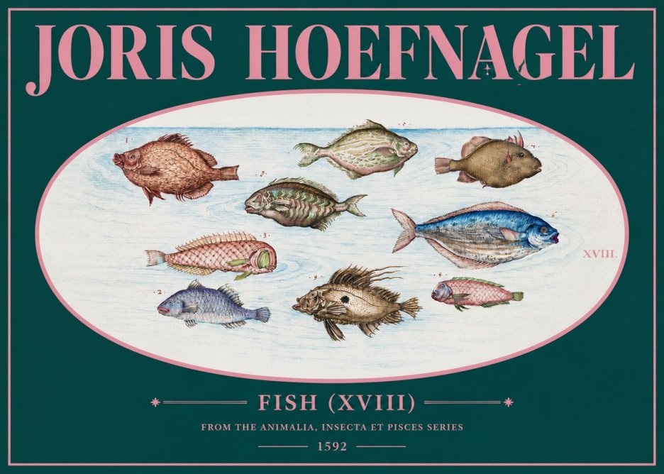 Joris Hoefnagel Studies of Fish I No3 - Juliste