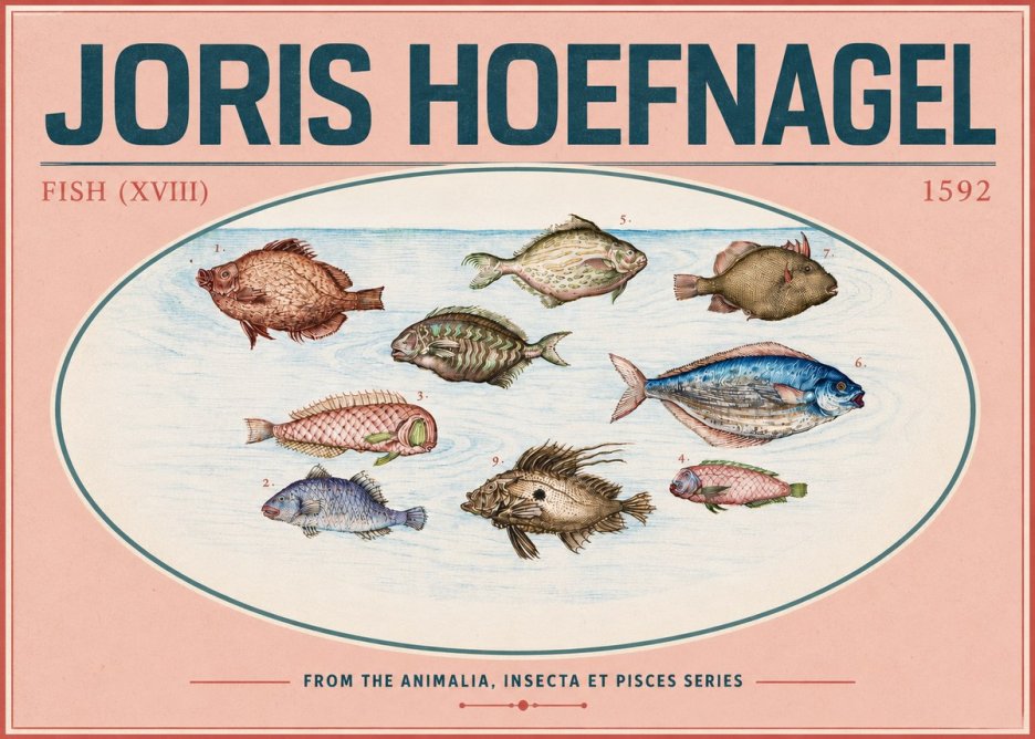 Joris Hoefnagel Studies of Fish I No6 - Juliste