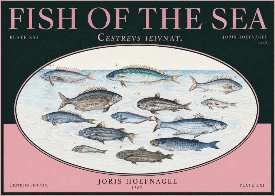 Joris Hoefnagel Fish of the Sea - Cestrevs Ieivnat. Plate Xxi No2 - Juliste