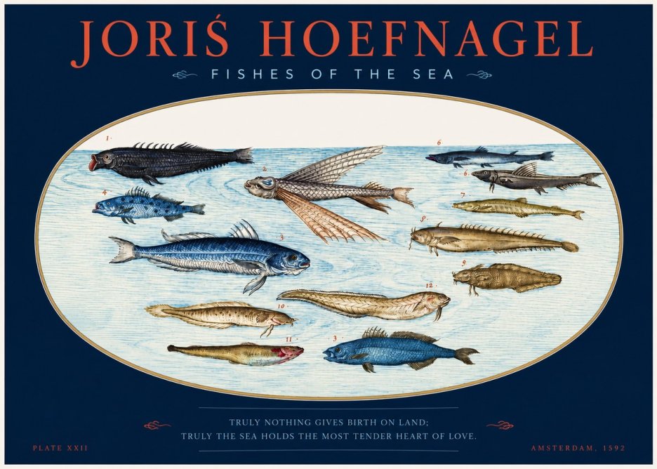 Joris Hoefnagel Fishes of the Sea I No2 - Juliste
