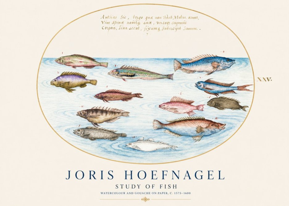 Joris Hoefnagel Study of Fish No1 - Juliste