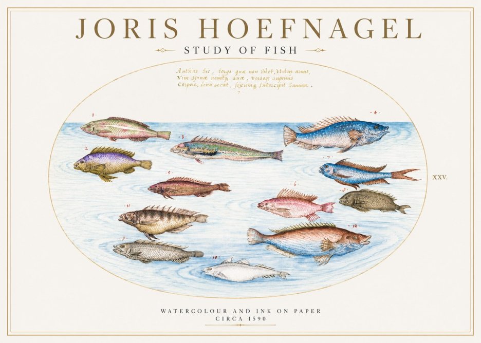 Joris Hoefnagel Study of Fish No2 - Juliste