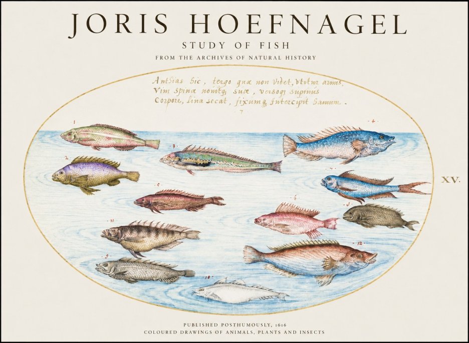 Joris Hoefnagel Study of Fish No3 - Juliste