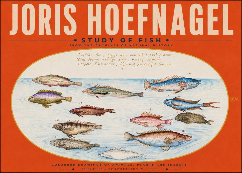Joris Hoefnagel Study of Fish No5 - Juliste