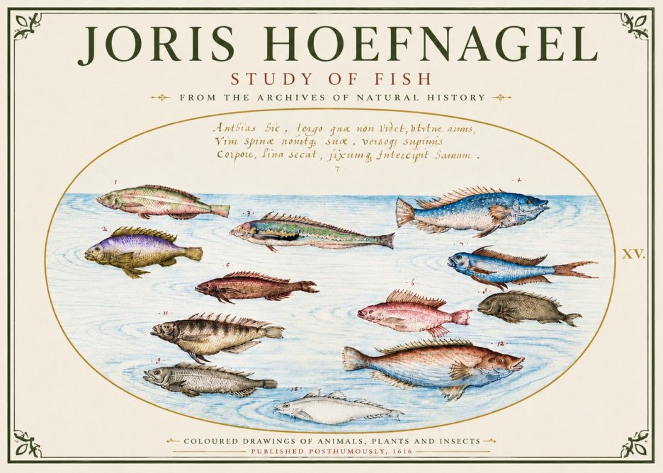 Joris Hoefnagel Study of Fish No6 - Juliste