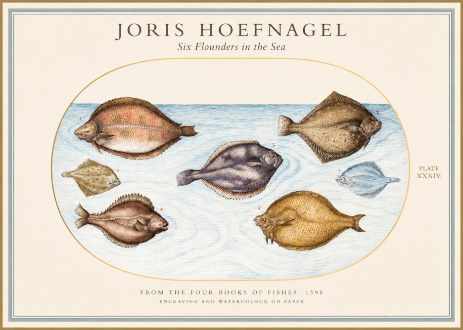 Joris Hoefnagel Six Flounders in the Sea No1 - Juliste