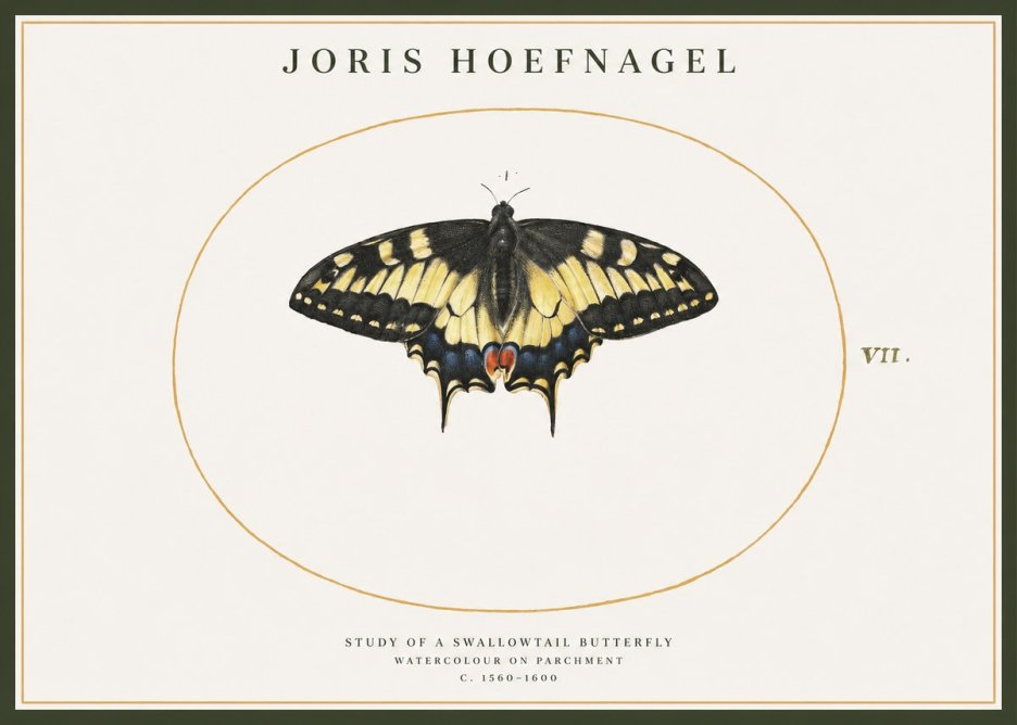 Joris Hoefnagel Study of a Swallowtail Butterfly No1 - Juliste
